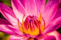 Pink lotus   in pond Royalty Free Stock Photo