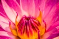 Pink lotus   in pond Royalty Free Stock Photo