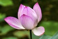 Pink Lotus Pond Temple Sun Beijing China