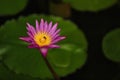 The pink lotus in the lotus pond was being swarmed by bees