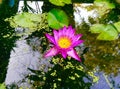 Pink lotus in pool and beautiful reflex. Royalty Free Stock Photo