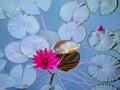 Pink lotus in the pool, Water Lily, Beautiful flower in a pond as a natural background Royalty Free Stock Photo