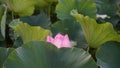 A pink lotus is sheltered by many leaves in pond Royalty Free Stock Photo