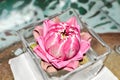 Pink Lotus single water lily flower in glass vase. Summer, spring blooming interior decor. Asian spirit simbol