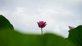 A pink lotus is higher than others in pond Royalty Free Stock Photo