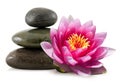 Pink Lotus and Spa Stones Royalty Free Stock Photo