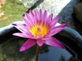 Pink lotus in the spreader Royalty Free Stock Photo