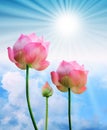 Pink lotus and sun light in blue sky Royalty Free Stock Photo