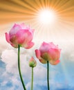 Pink lotus and sun light Royalty Free Stock Photo