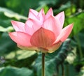 Pink lotus under sunshine