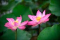 Pink lotus on waer and green leaf. Royalty Free Stock Photo