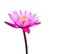 Pink lotus or warer lily in the garden for decoration Royalty Free Stock Photo