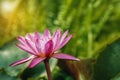 The pink lotus in the water bath and the morning light