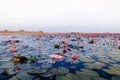 Pink lotus water lilies full bloom under morning light - pure and beautiful red lotus lake in Nong Harn, Udonthani - Thailand Royalty Free Stock Photo