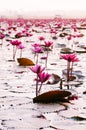 Pink lotus water lilies full bloom under morning light - pure and beautiful red lotus lake in Nong Harn, Udonthani - Thailand Royalty Free Stock Photo