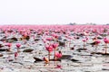 Pink lotus water lilies full bloom under morning light - pure and beautiful red lotus lake in Nong Harn, Udonthani - Thailand Royalty Free Stock Photo