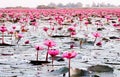 Pink lotus water lilies full bloom under morning light - pure and beautiful red lotus lake in Nong Harn, Udonthani - Thailand Royalty Free Stock Photo
