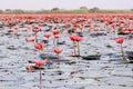 Pink lotus water lilies full bloom under morning light - pure and beautiful red lotus lake in Nong Harn, Udonthani - Thailand Royalty Free Stock Photo