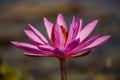 Pink lotus, water lilly flower in the pond Royalty Free Stock Photo