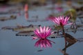 Pink lotus, water lilly flower in the pond Royalty Free Stock Photo