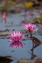 Pink lotus, water lilly flower in the pond Royalty Free Stock Photo