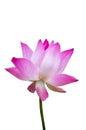 Pink lotus water lilly isolate white background with clipping pa Royalty Free Stock Photo