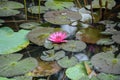 Pink Lotus Water Lilly Royalty Free Stock Photo