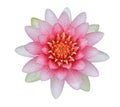 Pink lotus (Water Lily) Royalty Free Stock Photo