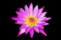 Pink lotus water lily blooming isolated on black background Royalty Free Stock Photo