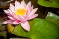 Pink lotus or water lily blooming with leaves in the pond Royalty Free Stock Photo