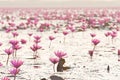 Pink lotus (Water Lily) blossomin the pond