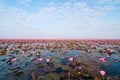 Pink lotus (Water Lily) blossomin the pond