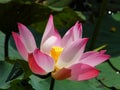 Pink lotus or water lily