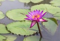 Pink lotus water lily flower blooming in lake Royalty Free Stock Photo