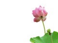 Pink lotus or water lily with green leaves on white background Royalty Free Stock Photo
