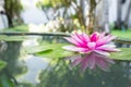 Pink lotus or water lily in pond Royalty Free Stock Photo