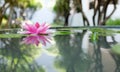 Pink lotus or water lily in pond Royalty Free Stock Photo
