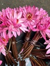Pink lotus water lily for sale at gulawat lotus valley closeup Royalty Free Stock Photo
