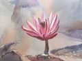 Pink lotus watercolor background Royalty Free Stock Photo