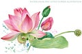 Pink lotus. watercolor botanical illustration.