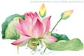 Pink lotus. watercolor botanical illustration.