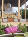 Pink lotus or waterlily and background with clear buddha image Royalty Free Stock Photo