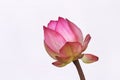 Pink lotus waterlily bud getting blooming  Nelumbo nucifera , Sacred lotus on white background , macro Royalty Free Stock Photo