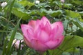 Pink Lotus waterlily in water plant in a pond Royalty Free Stock Photo