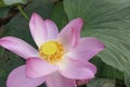 Pink Lotus waterlily in water plant in a pond Royalty Free Stock Photo