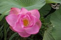 Pink Lotus waterlily in water plant in a pond Royalty Free Stock Photo