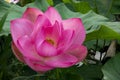 Pink Lotus waterlily in water plant in a pond Royalty Free Stock Photo