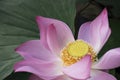 Pink Lotus waterlily in water plant in a pond Royalty Free Stock Photo