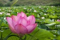 Pink Lotus waterlily in water plant in a pond Royalty Free Stock Photo