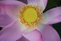 Pink Lotus waterlily in water plant in a pond Royalty Free Stock Photo